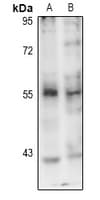 PINK1 Antibody