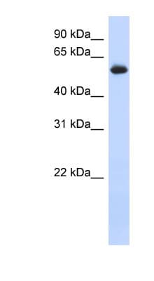 FRK Antibody (aa35-84)