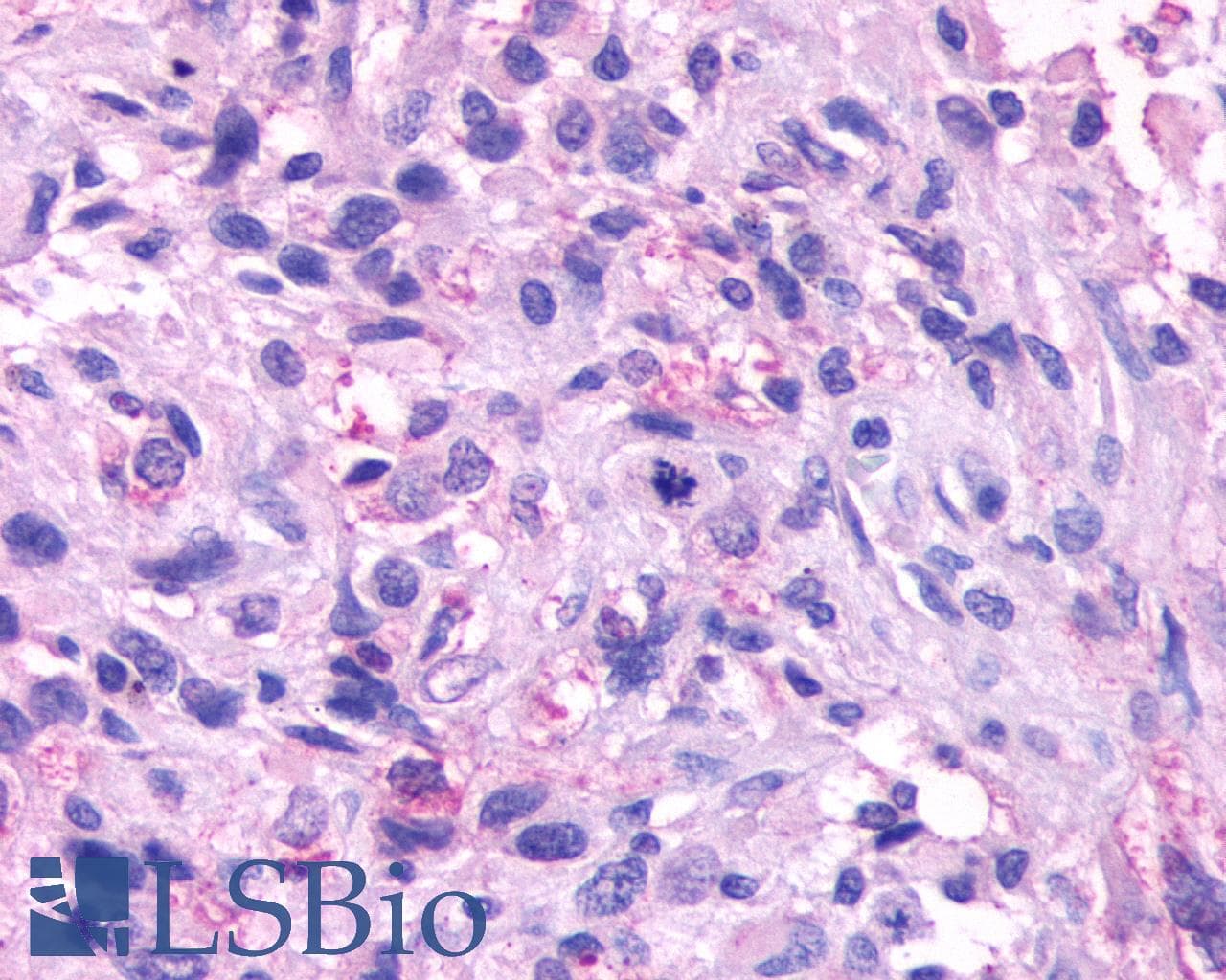 IHC-plus™ NPBWR1 / GPR7 Antibody (Extracellular Domain)