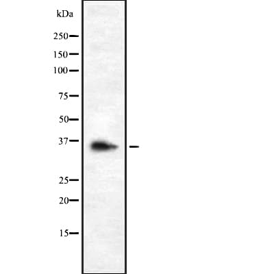 OR9G1 Antibody