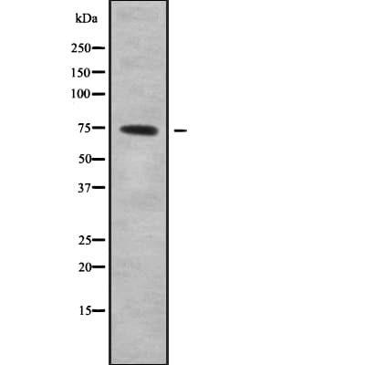 Carboxypeptidase Z / CPZ Antibody