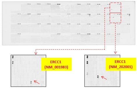 ERCC1 Antibody (clone 2.00E+12, Carrier-free)