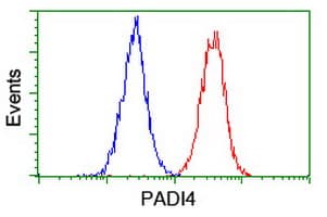 PADI4 / PAD4 Antibody (clone OTI5B7)