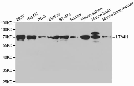 LTA4H / LTA4 Antibody