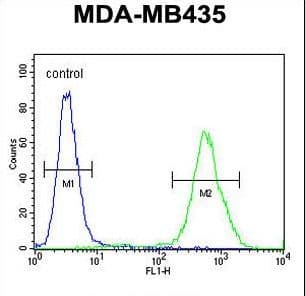 Polyclonal Rabbit anti-Human EXO5 / Exonuclease 5 Antibody (aa166-193, WB)