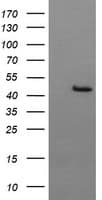 BBOX1 / BBOX Antibody (clone OTI2G1)