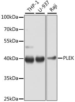 Polyclonal Rabbit anti-Human PLEK / Pleckstrin Antibody (IHC, WB)