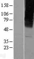 GABRG2 Protein (Over-Expression Lysate Myc-DDK (Flag))