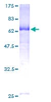 Human SELL / L-Selectin / CD62L Protein (Recombinant GST)