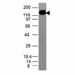 ICAM3 / CD50 Antibody (clone ICAM3/1019)