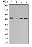 TLE1 / TLE 1 Antibody