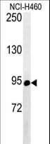 ABCF1 Antibody (aa687-716)
