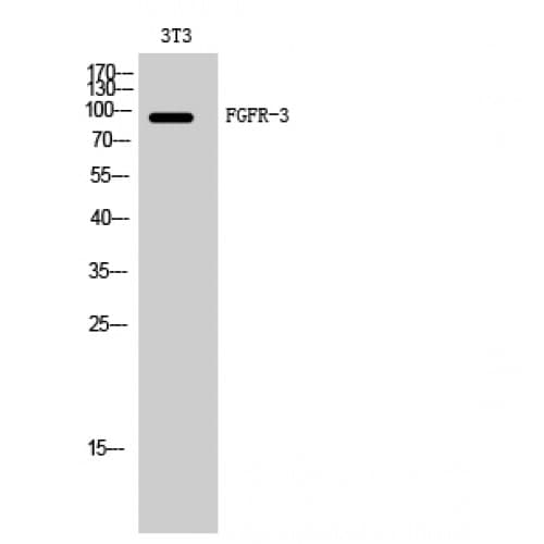 FGFR3 Antibody (100-180 aa, Internal)