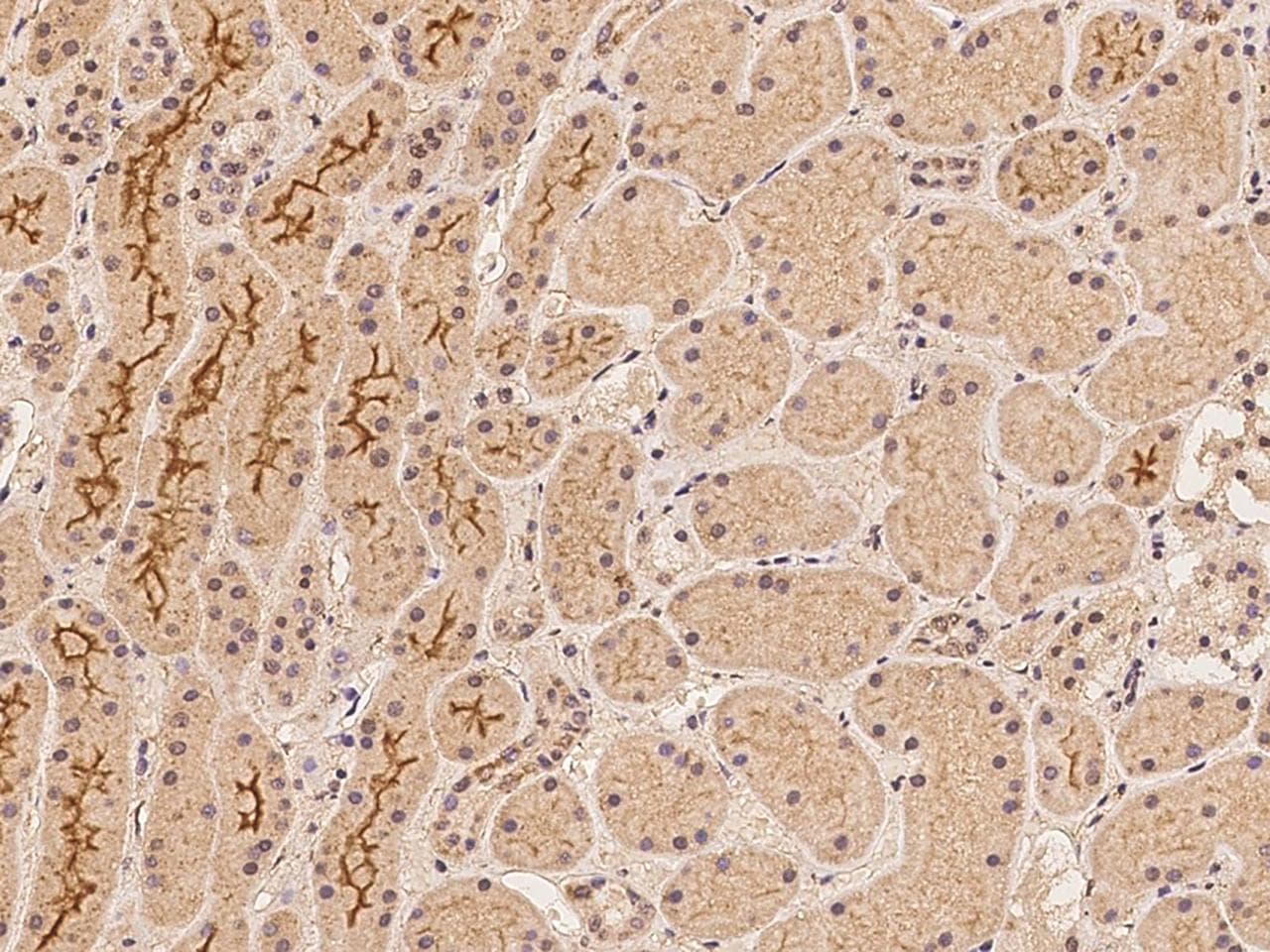 DLGAP2 Antibody