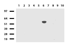 Monoclonal Mouse anti-Human CYP1A2 Antibody (clone UMAB105, Carrier-free, IHC, IF, WB)