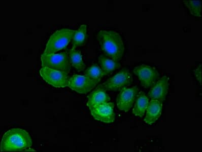 PARD6A / PAR6 Antibody