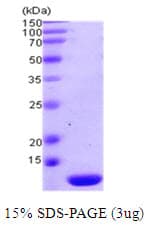 Human TXN2 / Thioredoxin 2 Protein (Recombinant)