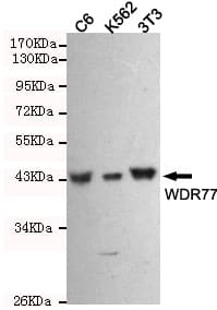 Monoclonal Mouse anti-Human WDR77 / MEP50 Antibody (WB)