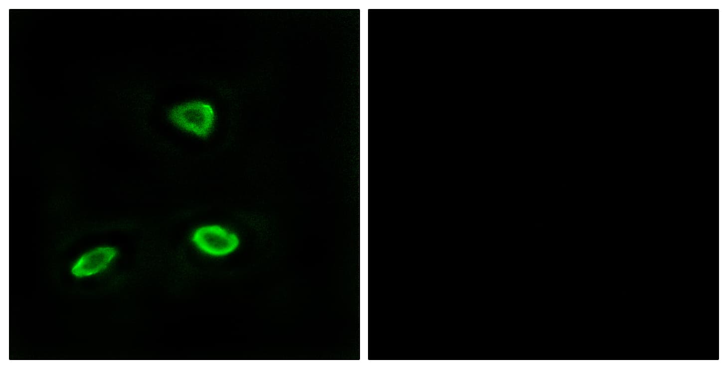 OR52N1 Antibody (aa269-318)