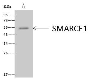 SMARCE1 / BAF57 Antibody