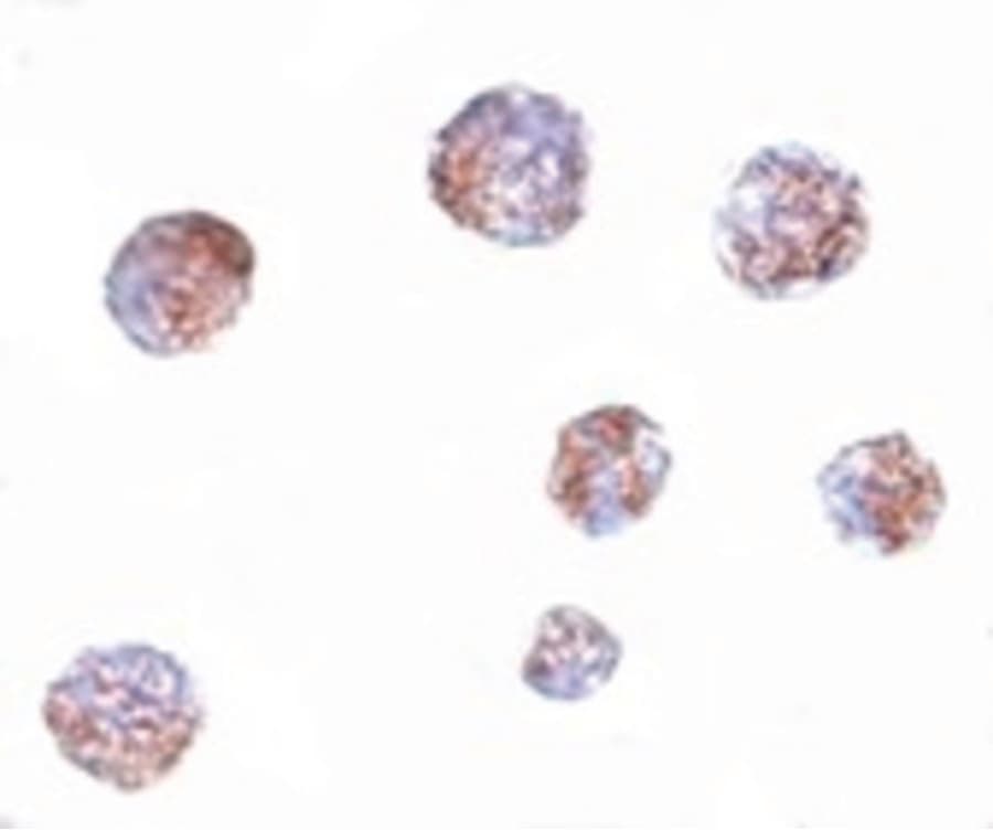 IHC-plus™ GNPDA1 Antibody