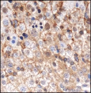 GABARAP Antibody (DY488)
