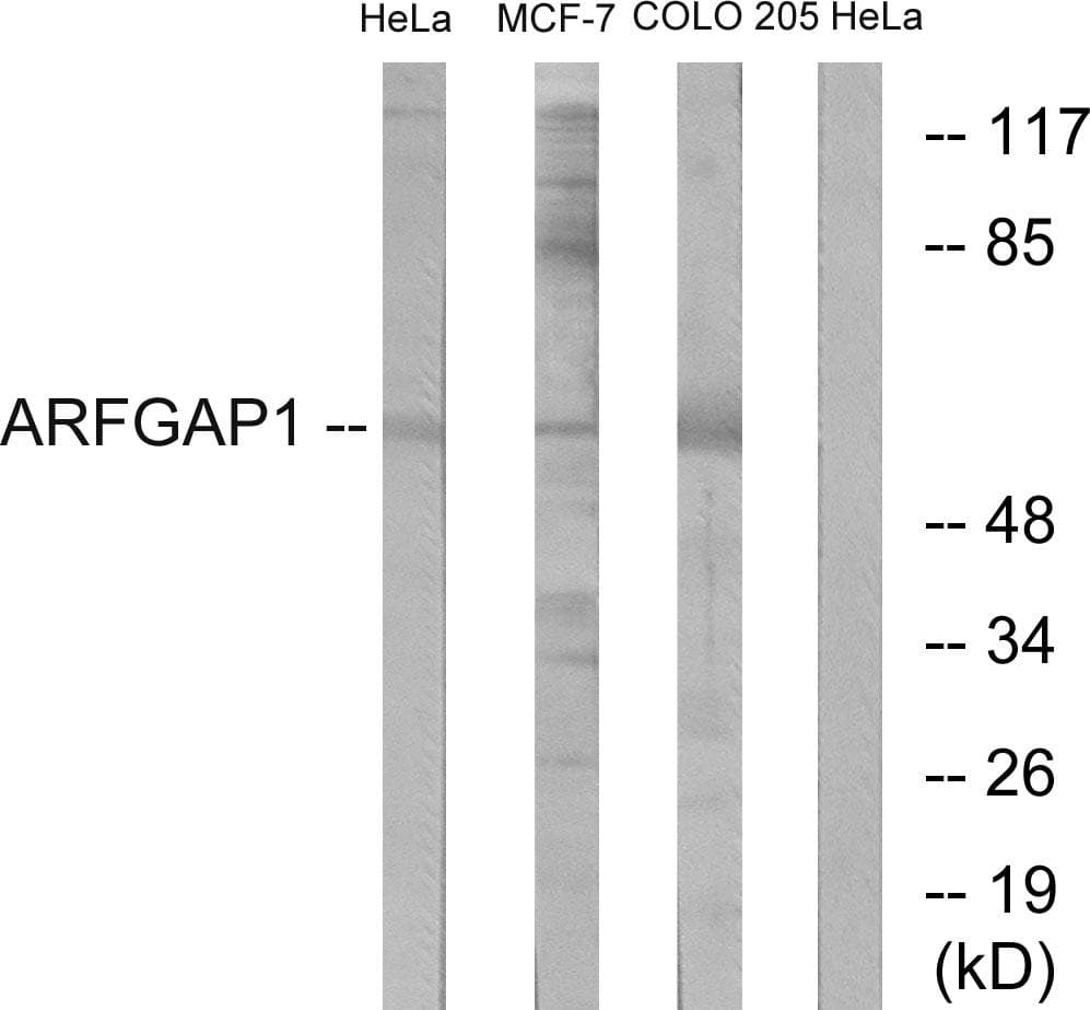 ARFGAP1 Antibody