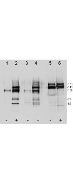 c-Met Antibody (phospho-Tyr1349/1356)