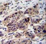 DCAF8L2 Antibody (aa112-140)