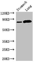 SLC3A1 / ATR1 Antibody