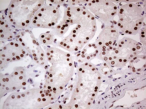 Fatso Antibody (clone OTI4A1)
