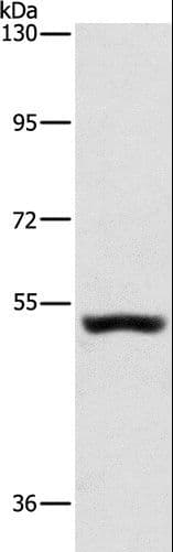 SYT17 Antibody
