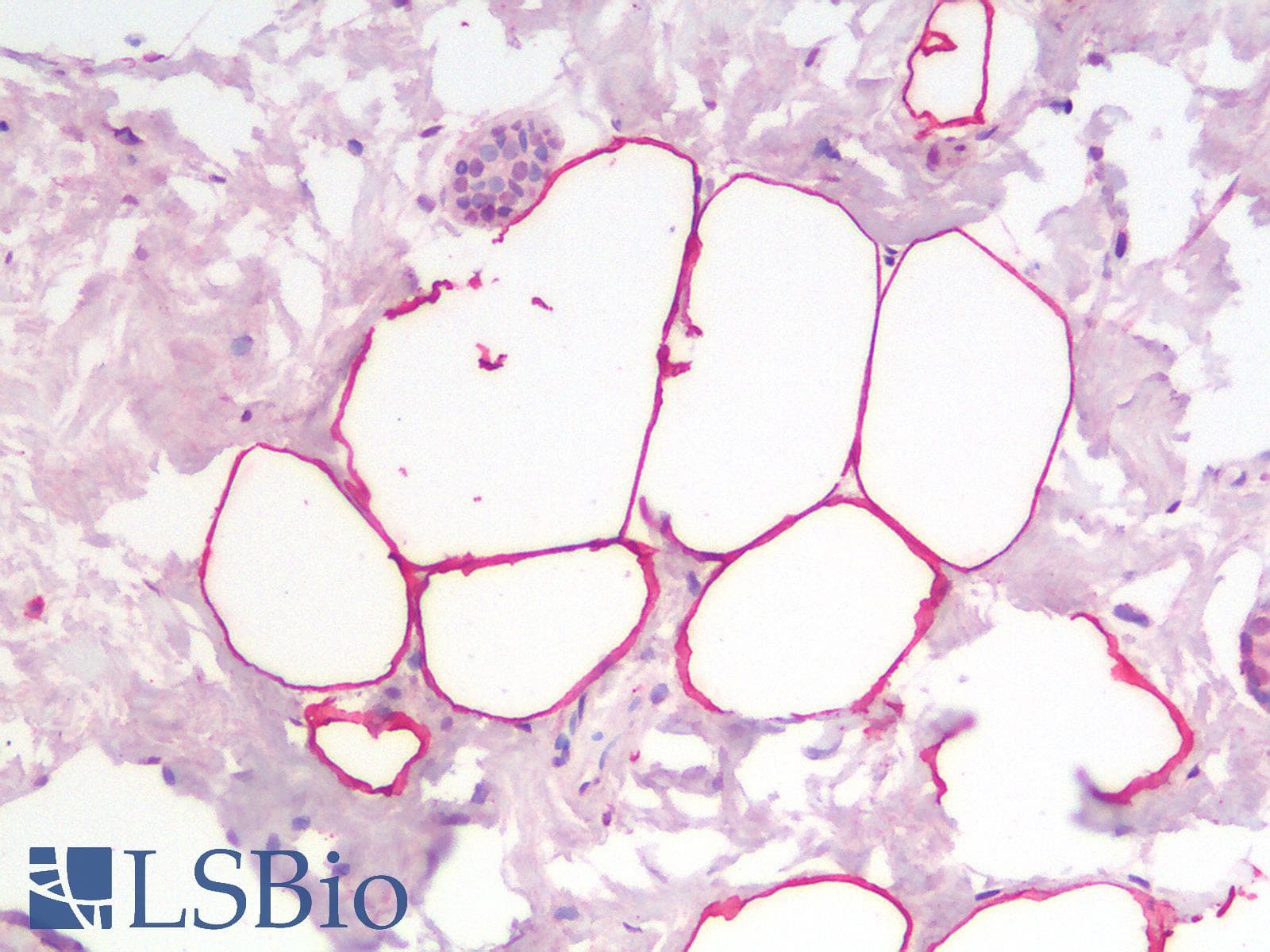 Polyclonal Goat anti-Mouse PLIN4 / S3-12 Antibody (Internal Region, IHC, WB)