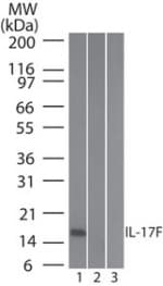 Monoclonal Mouse anti-Human IL17F Antibody (clone 4H450, WB)