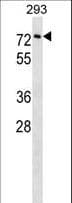 CPNE3 Antibody (aa507-533)