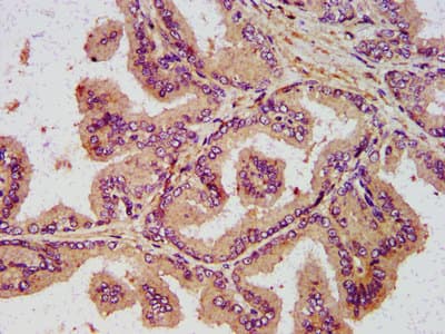 NDN / Necdin Antibody