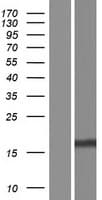 Human FAM72A / LMPIP Protein (Over-Expression Lysate Myc-DDK (Flag))