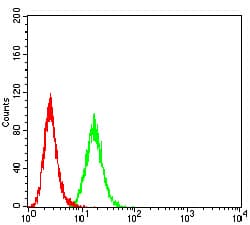 Monoclonal Mouse anti-Human BCAT2 Antibody (clone 7G3A11, WB)