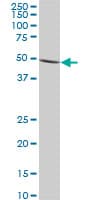 IMPDH1 Antibody (clone 3G6)