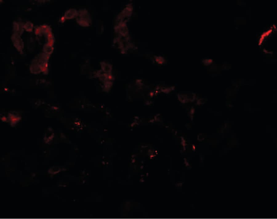 SLAMF9 Antibody