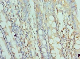 SRPK1 Antibody (aa290-480)