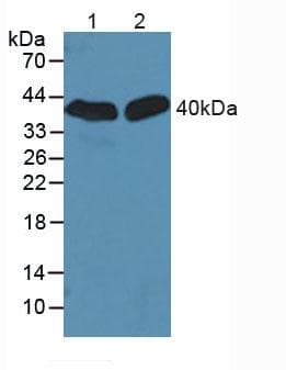 SIRT2 / Sirtuin 2 Antibody (aa28-303)