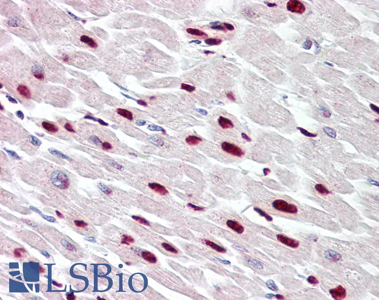 THAP5 Antibody (aa203-252)