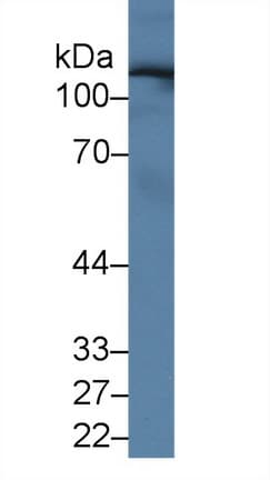UGGT2 Antibody (aa1221-1408)