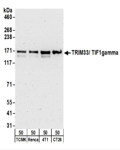 Polyclonal Rabbit anti-Human TRIM33 / TIF1-Gamma Antibody (aa1077-C-term, IHC, WB)