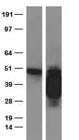Monoclonal Rabbit anti-Human CD274 / B7-H1 / PD-L1 Antibody (clone OR-5E4, WB)