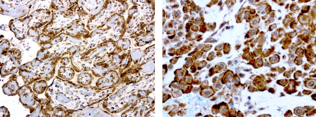 MRPS7 Antibody (aa38-242, clone UMAB156, Carrier-free)
