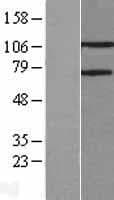 PARG Protein (Over-Expression Lysate Myc-DDK (Flag))