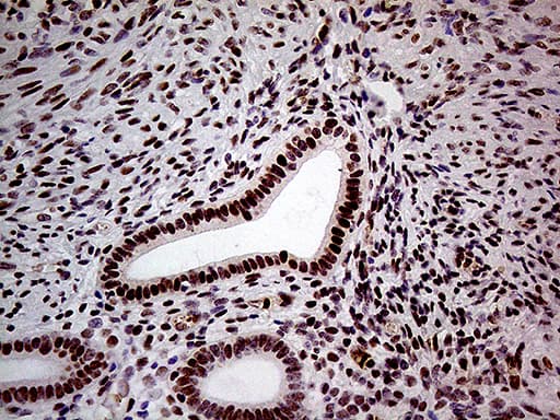 Fatso Antibody (clone OTI4A1, Carrier-free)