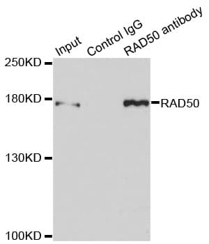 RAD50 Antibody
